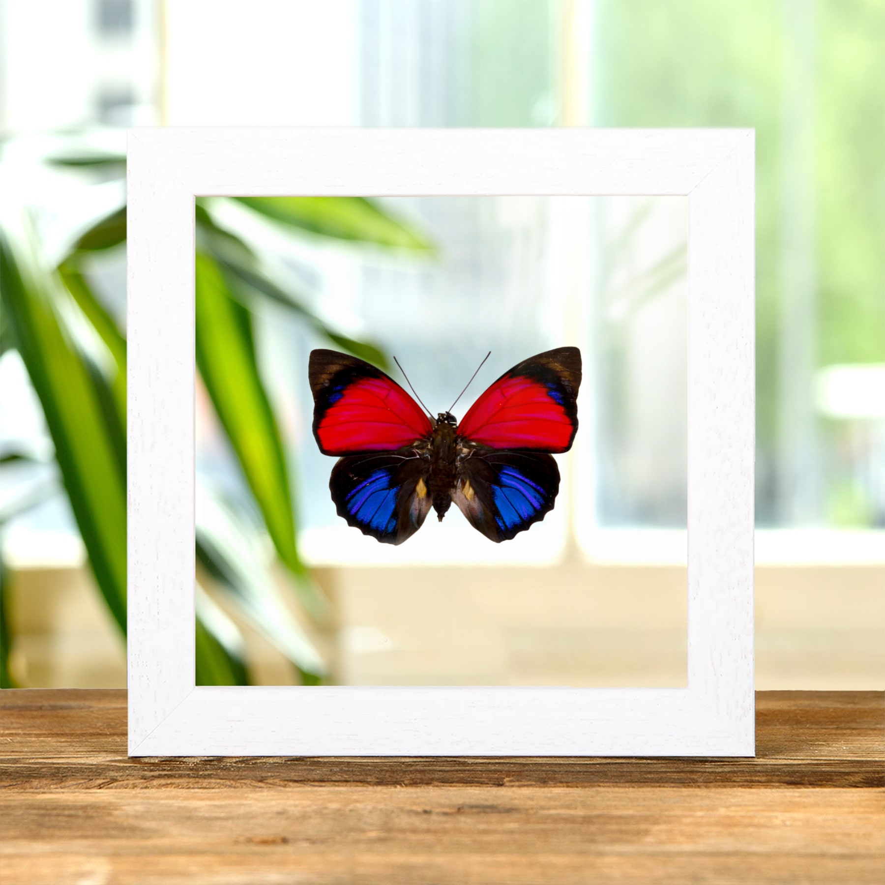 Claudina Agrias Butterfly In Clear Glass Frame (Agrias claudina)