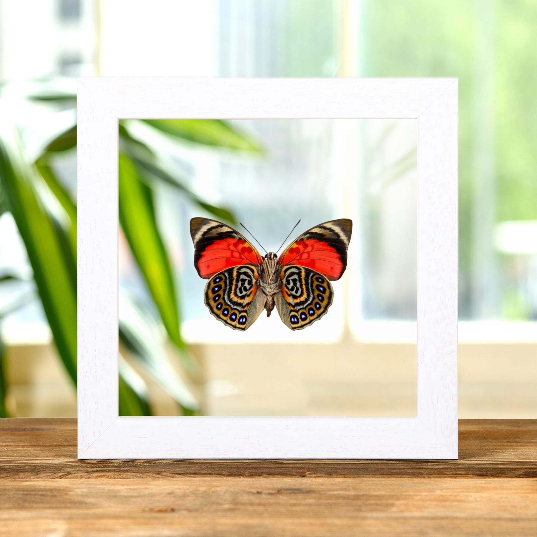 Claudina Agrias Butterfly Ventral Side In Clear Glass Frame (Agrias claudina)