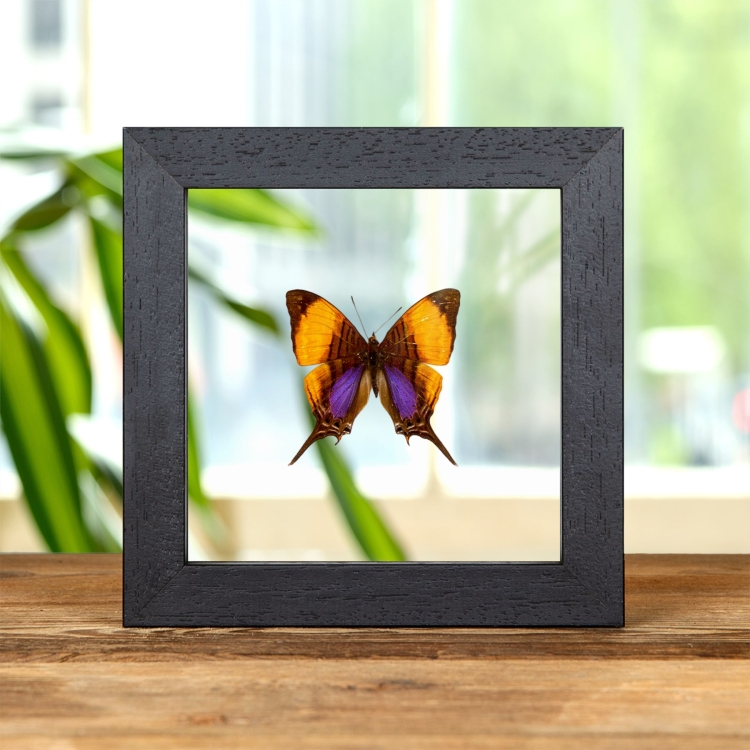 Pansy Daggerwing Butterfly In Clear Glass Frame (Marpesia marcella)