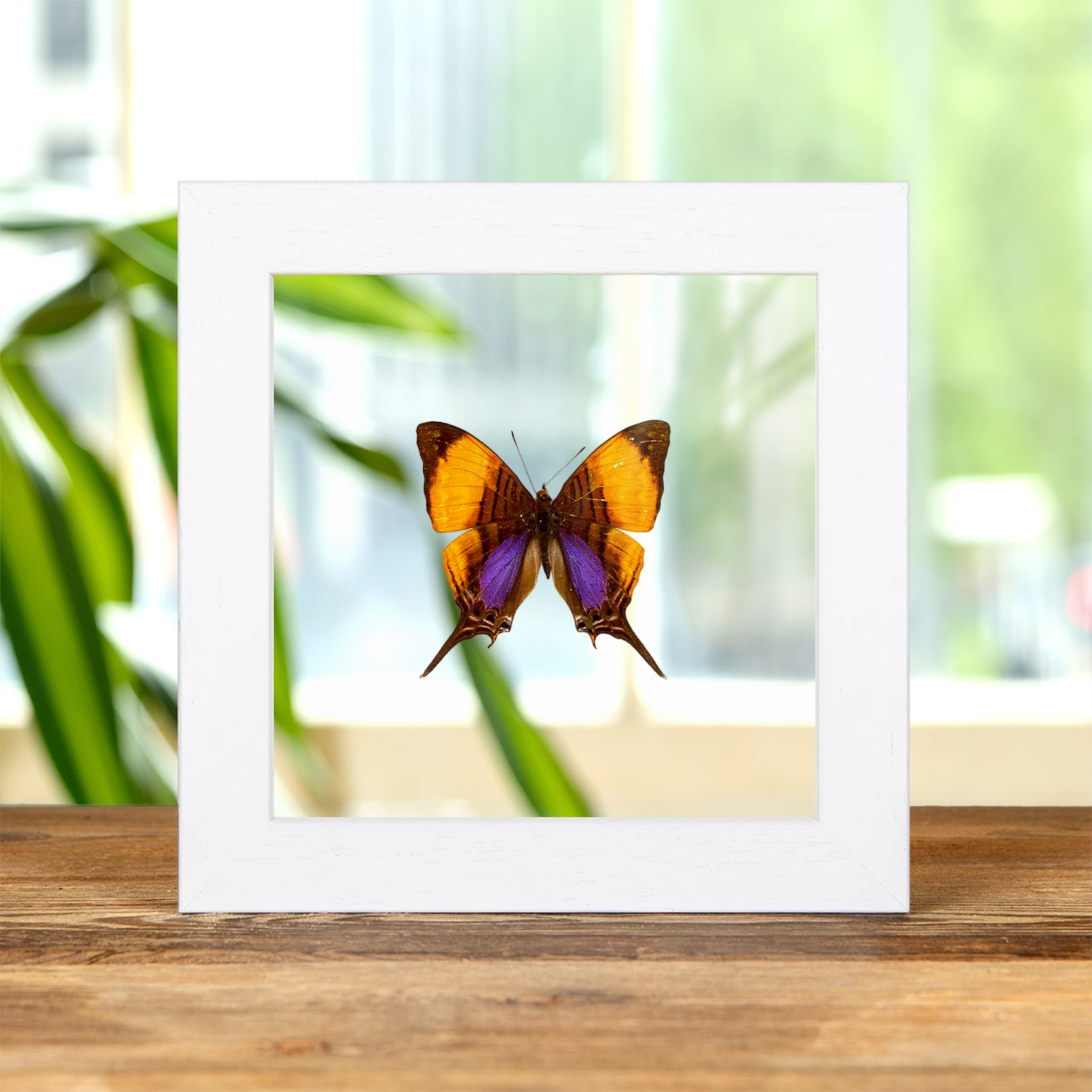 Minibeast Pansy Daggerwing Butterfly In Clear Glass Frame (Marpesia marcella)
