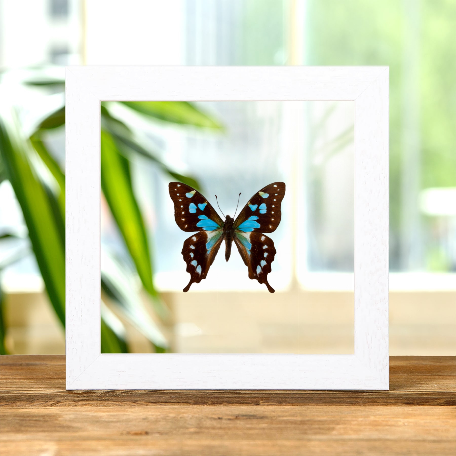 Tropical Blue Swallowtail Butterfly In Clear Glass Frame (Graphium stresemanni) Tropical Blue Swallowtail Butterfly In Clear Glass Frame (Graphium stresemanni)