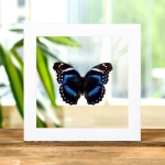 Tropical Brush-foot Butterfly In Clear Glass Frame (Hypolimnas antevorta)