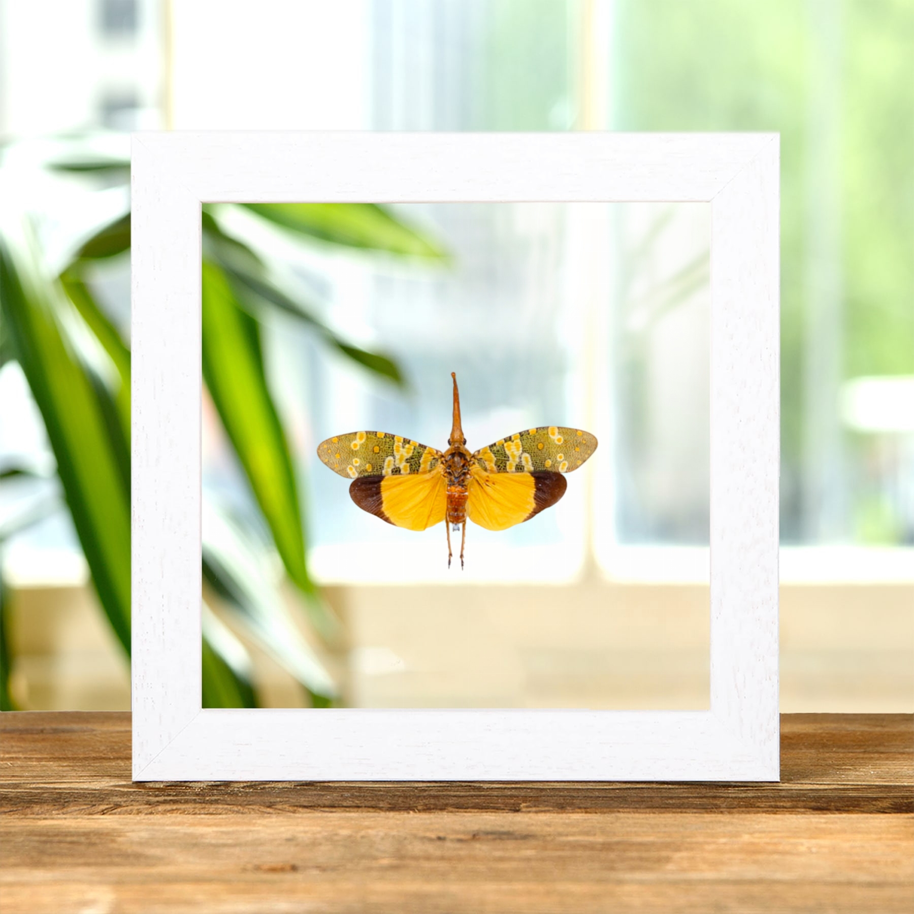 Lanternfly In Clear Glass Frame (Pyrops candelaria)