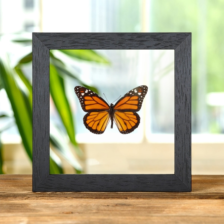 Monarch Butterfly In Clear Glass Frame (Danaus plexippus)