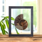 Minibeast Cut & Polished Ammonite Fossil In Clear Glass Frame (Cleoniceras sp)