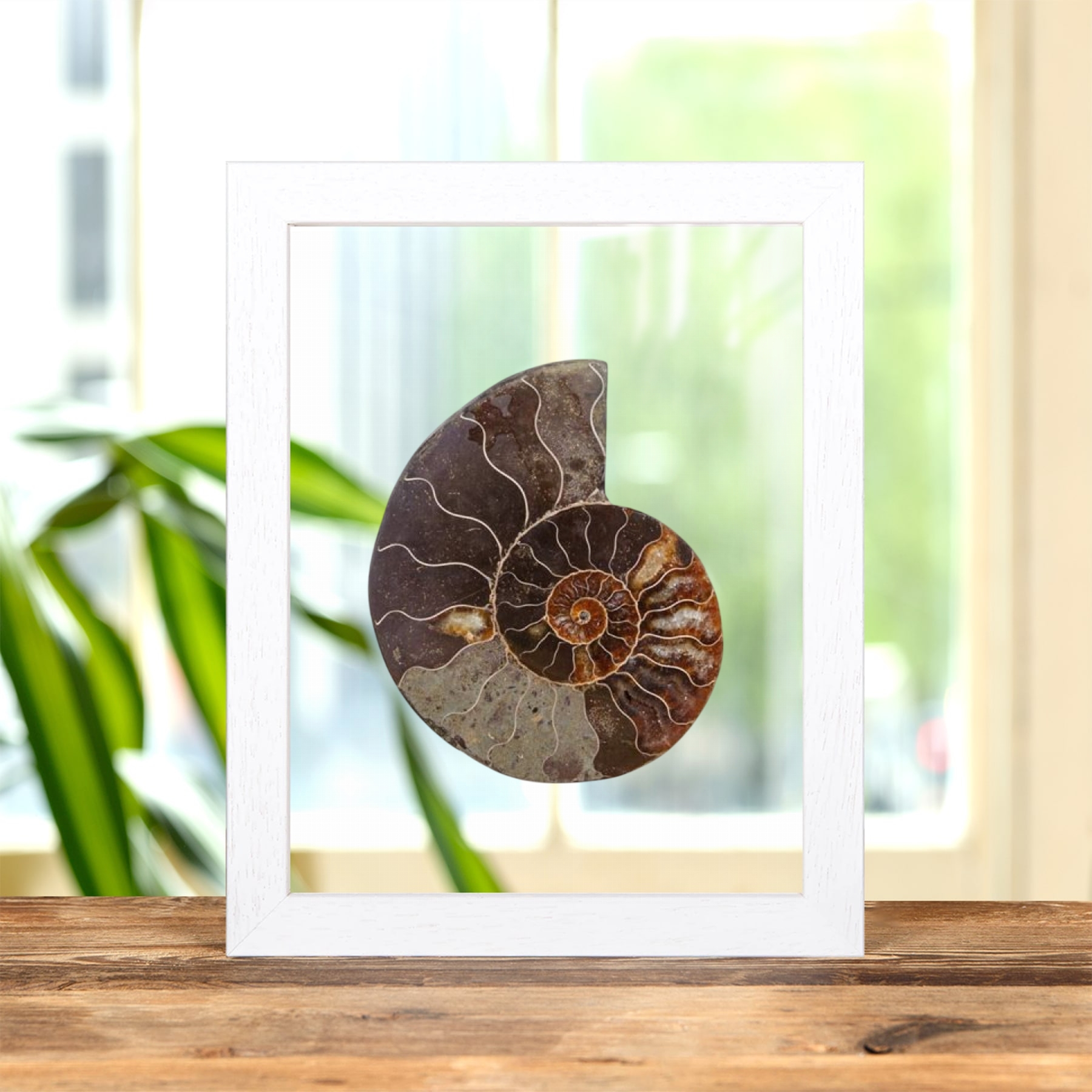 Cut & Polished Ammonite Fossil In Clear Glass Frame (Cleoniceras sp)