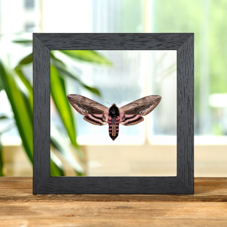 Privet Hawk Moth In Clear Glass Frame (Sphinx ligustri)