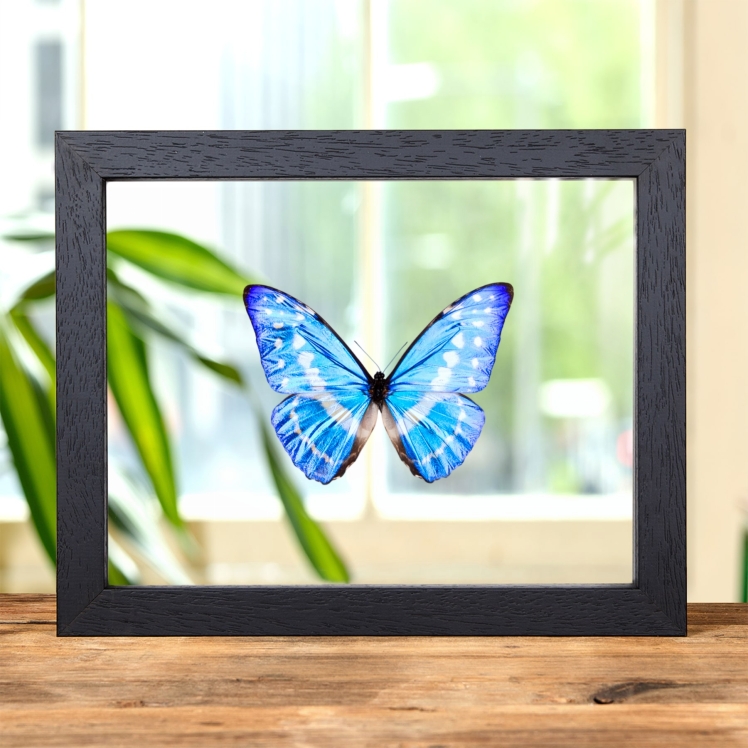 Cypris Morpho Butterfly In Clear Glass Frame (Morpho cypris)