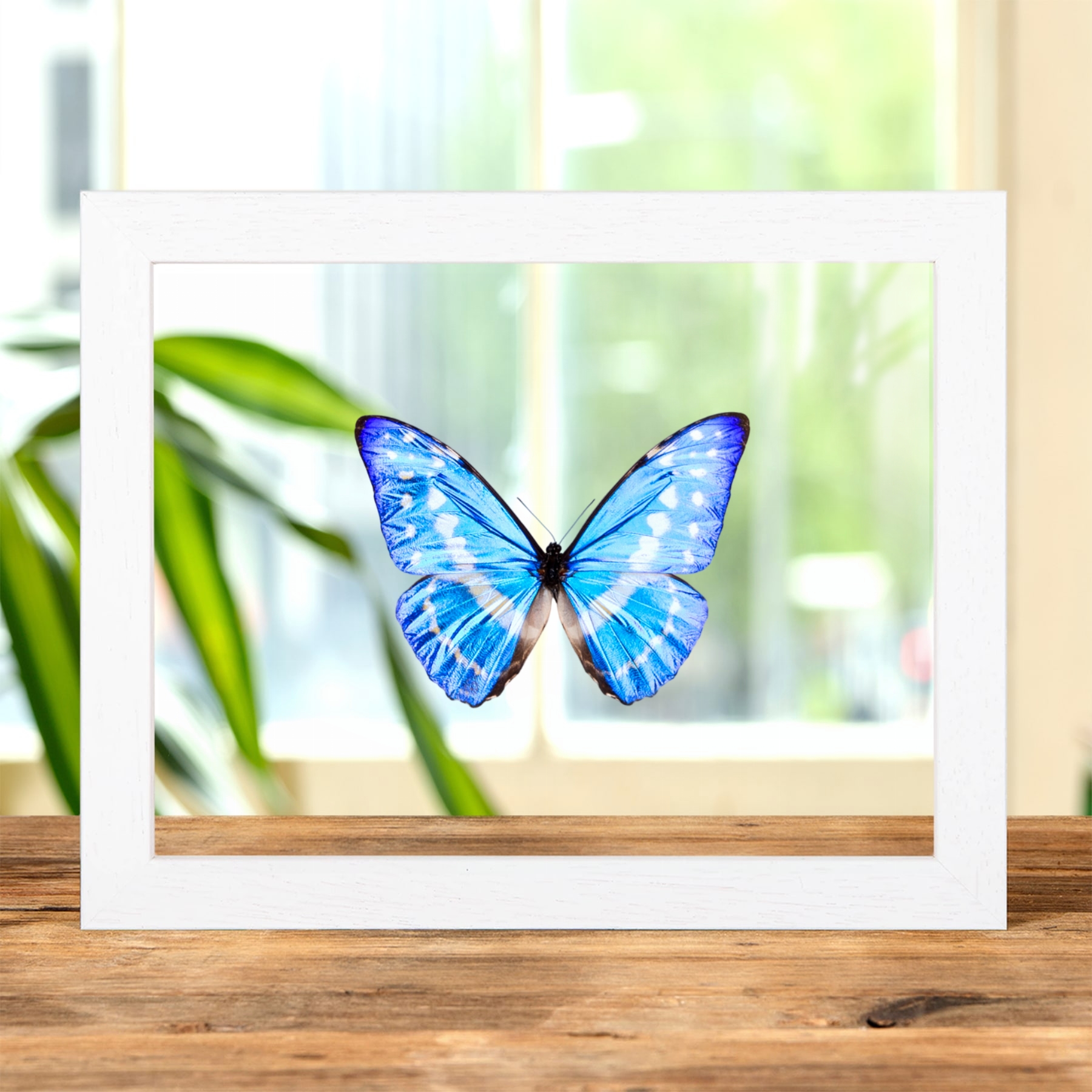 Cypris Morpho Butterfly In Clear Glass Frame (Morpho cypris)