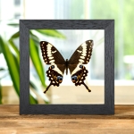 Minibeast Emperor Swallowtail In Clear Glass Frame (Papilio ophidicephalus)