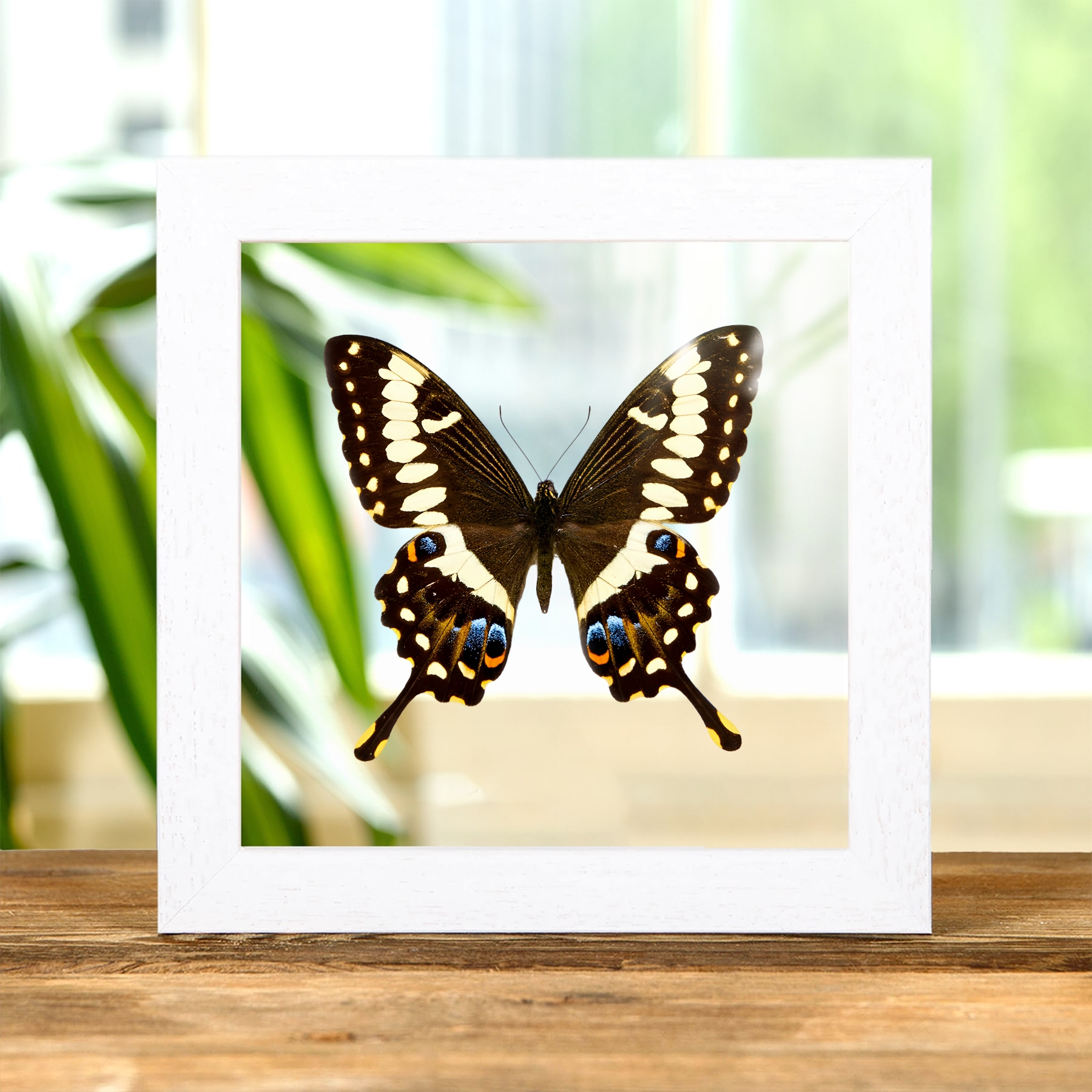 Emperor Swallowtail In Clear Glass Frame (Papilio ophidicephalus) Emperor Swallowtail In Clear Glass Frame (Papilio ophidicephalus)