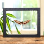 Minibeast Sphinx Moth In Clear Glass Frame (Adhemarius gannascus)