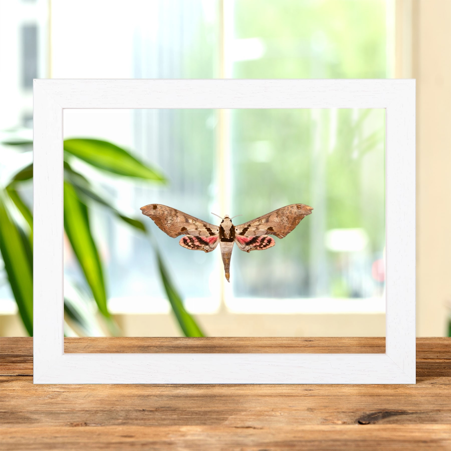 Sphinx Moth In Clear Glass Frame (Adhemarius gannascus)