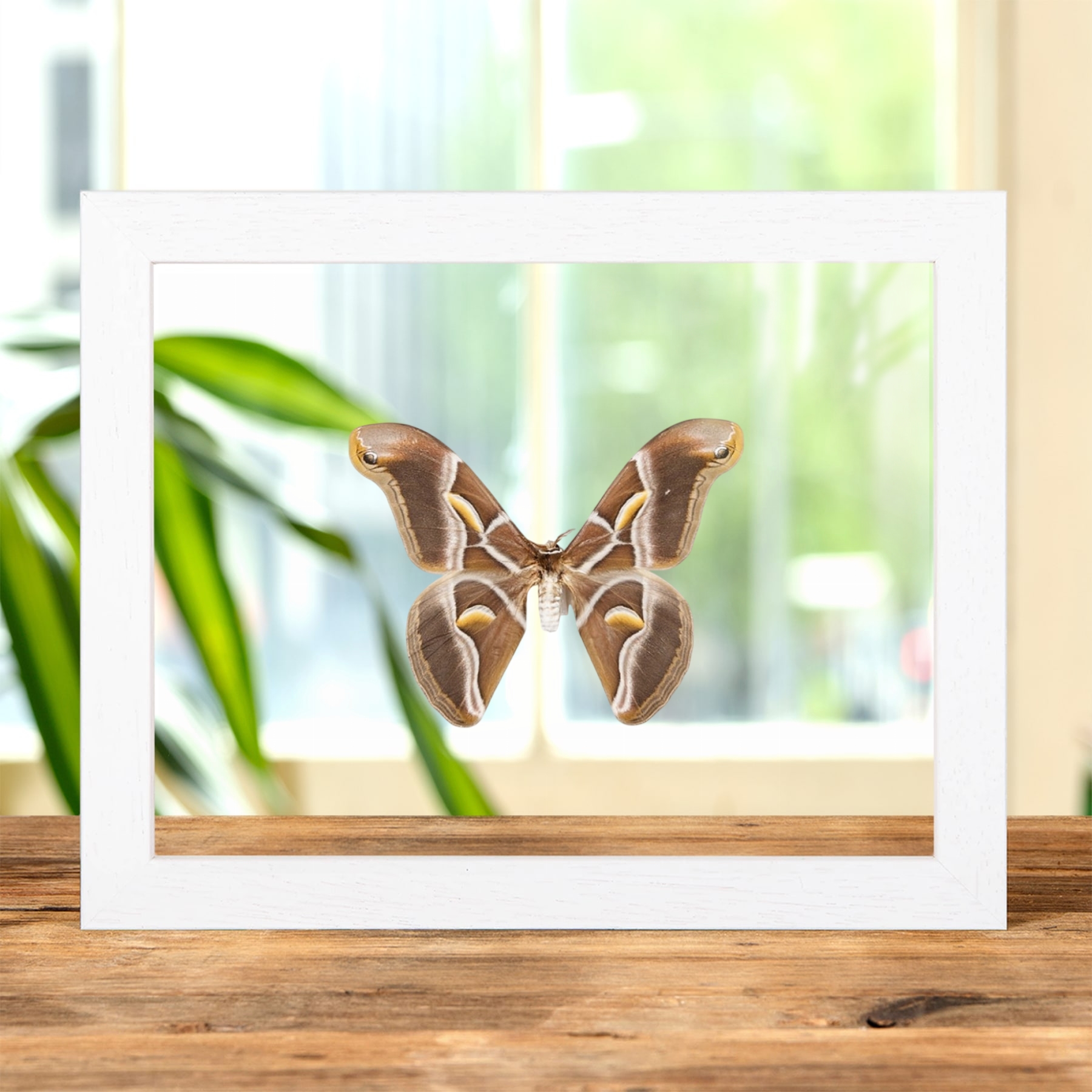 Minibeast Ailanthus Silkmoth In Clear Glass Frame (Samia cynthia)