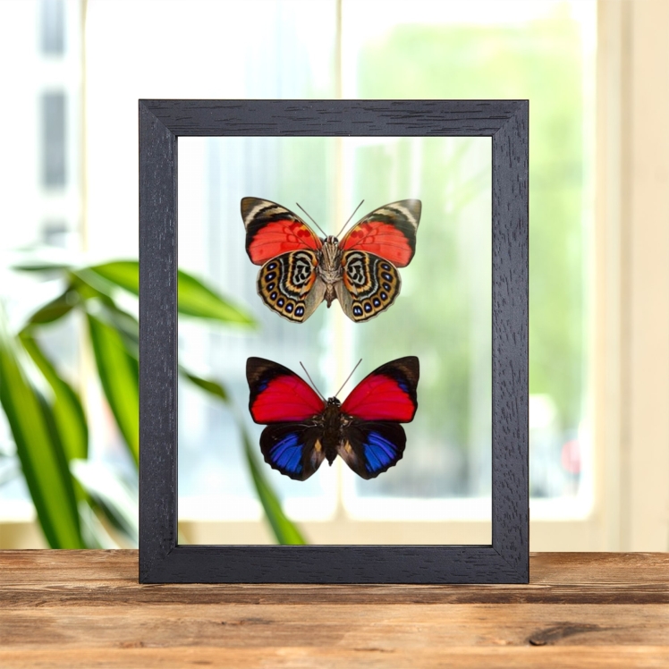 Claudina Agrias Butterfly Pair In Clear Glass Frame (Agrias claudina) Claudina Agrias Butterfly Pair In Clear Glass Frame (Agrias claudina)