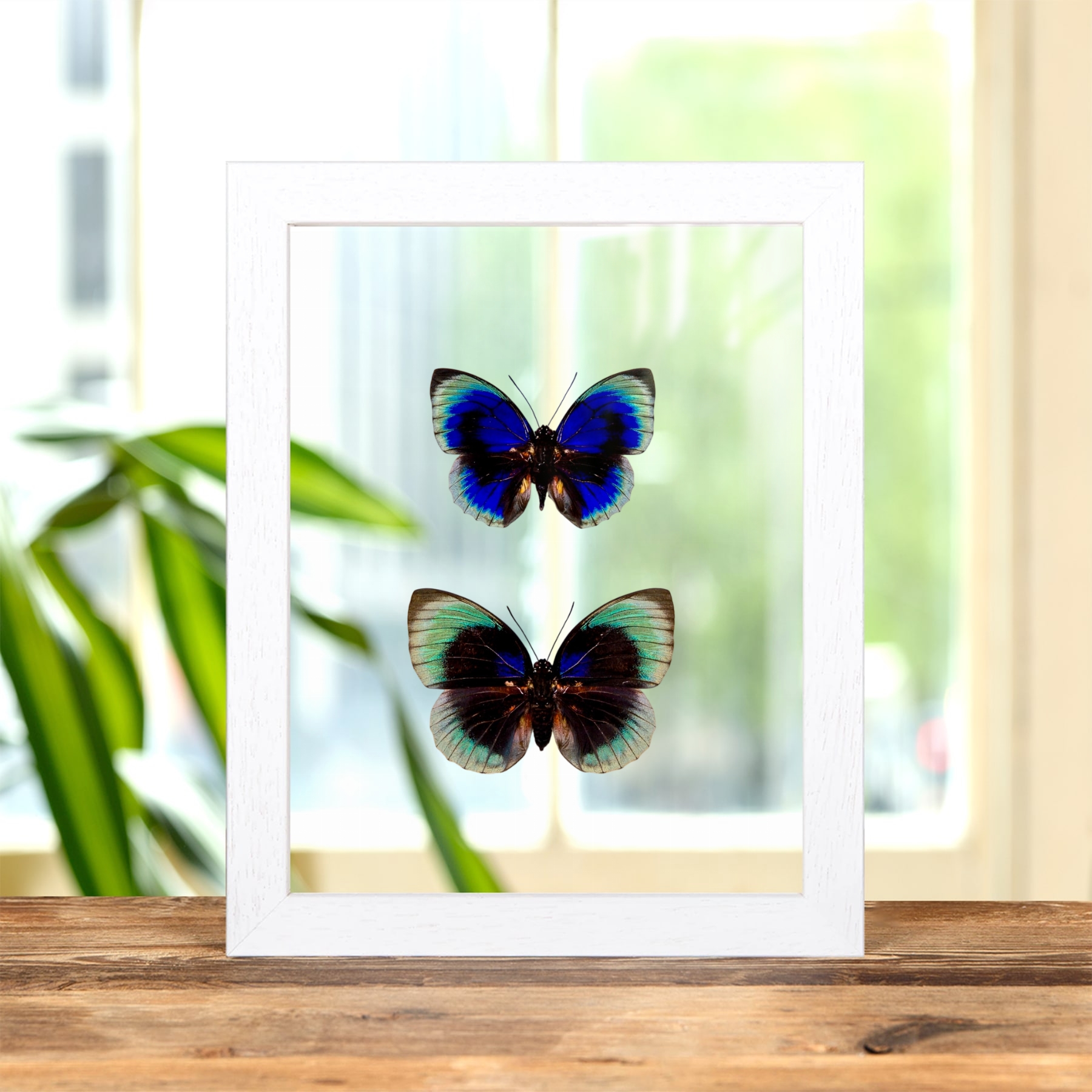 Agrias Butterfly Male & Female Pair In Clear Glass Frame (Agrias beatifica lachaume)