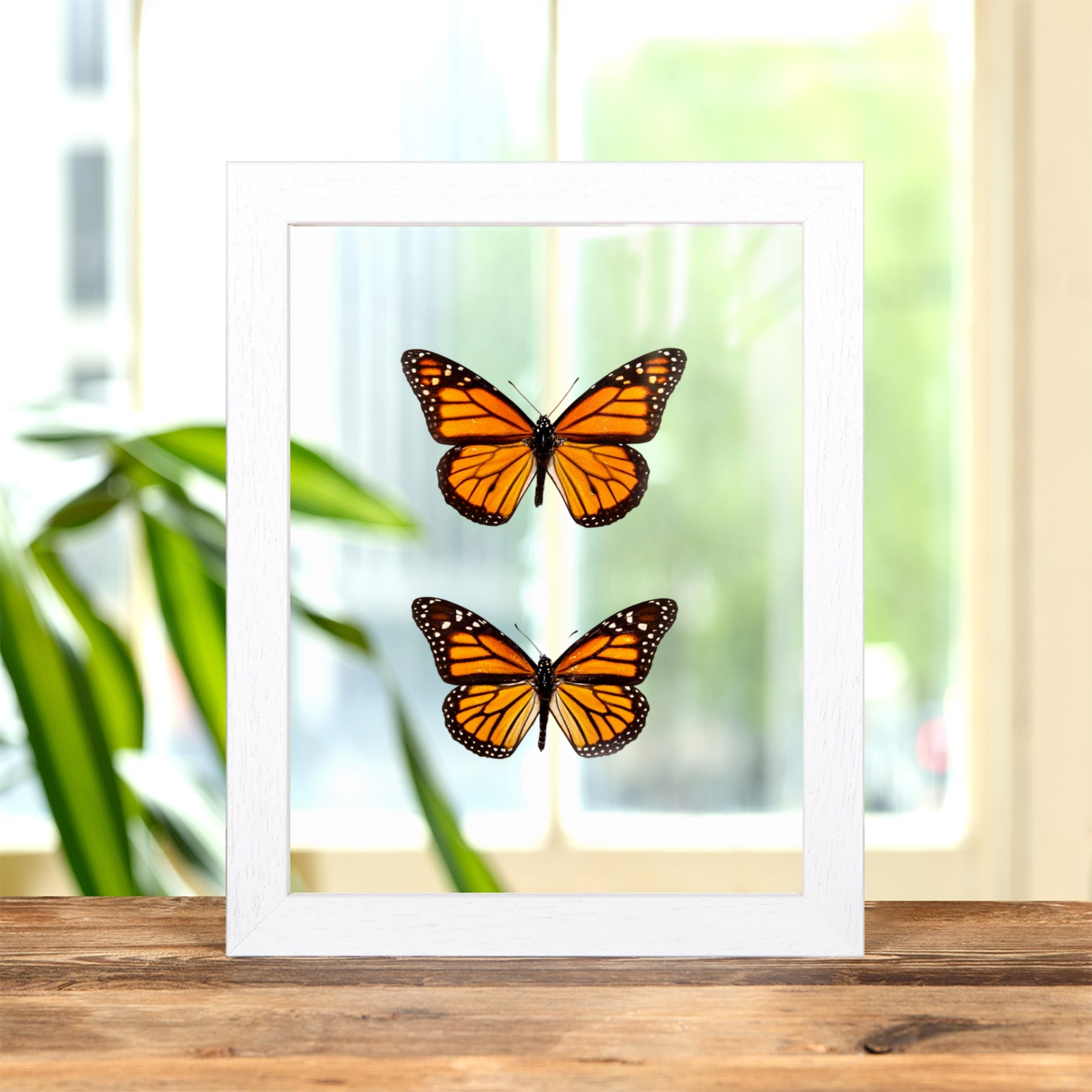 Monarch Butterfly Male & Female Pair In Clear Glass Frame (Danaus plexippus) Monarch Butterfly Male & Female Pair In Clear Glass Frame (Danaus plexippus)