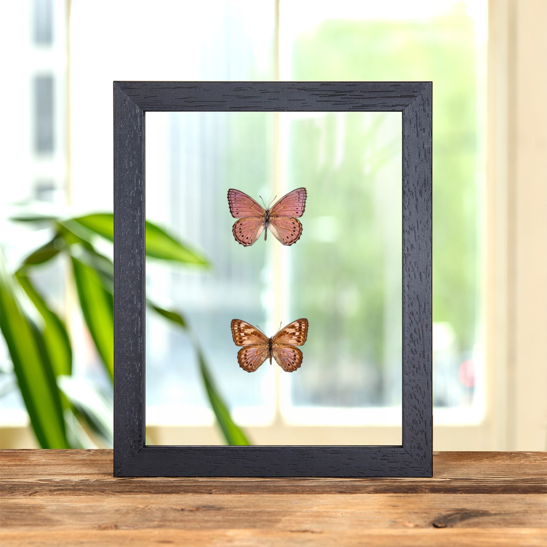 Minibeast Spotted Lilac Tree Nymph Butterfly Male & Female Pair In Clear Glass Frame (Sevenia pechueli)