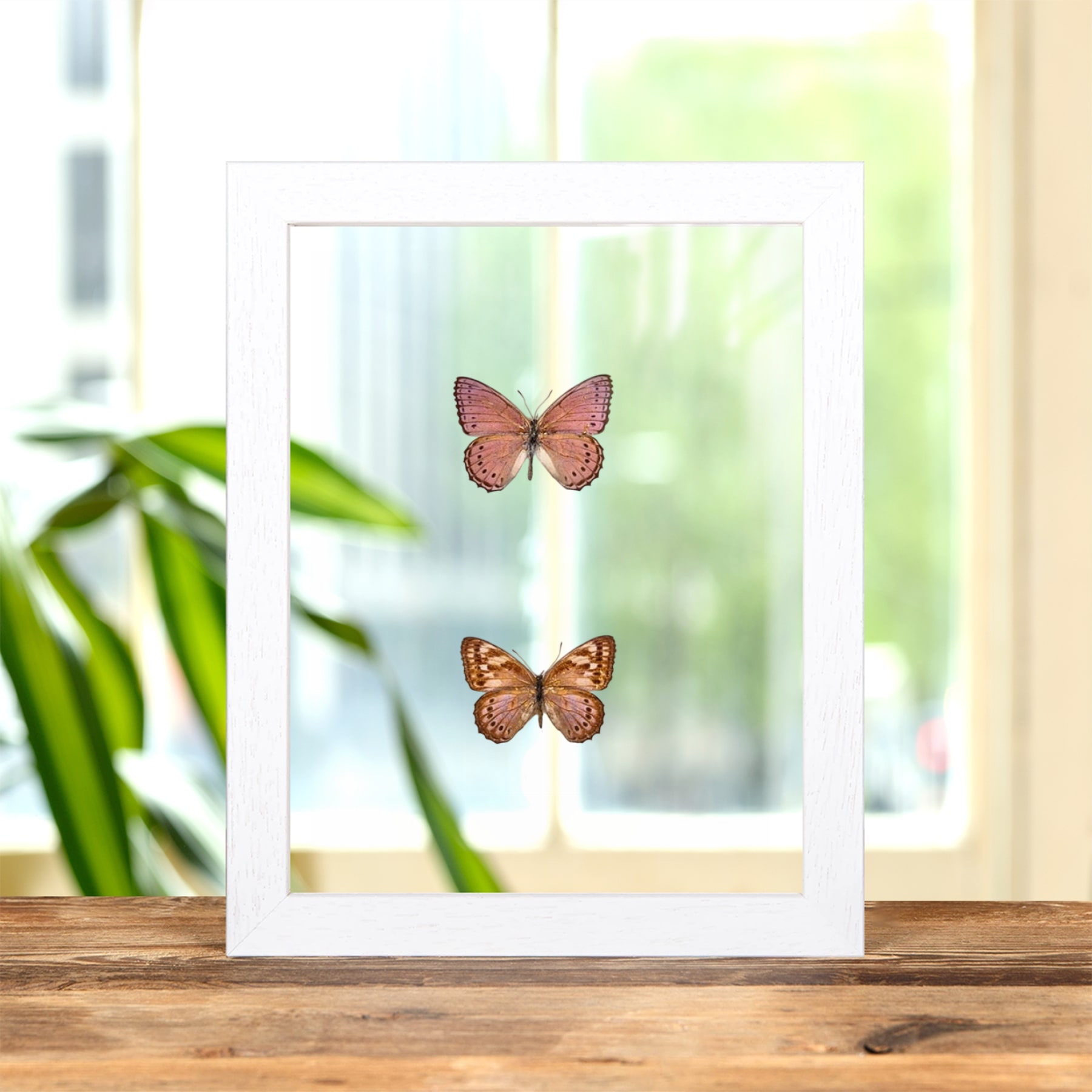 Minibeast Spotted Lilac Tree Nymph Butterfly Male & Female Pair In Clear Glass Frame (Sevenia pechueli)