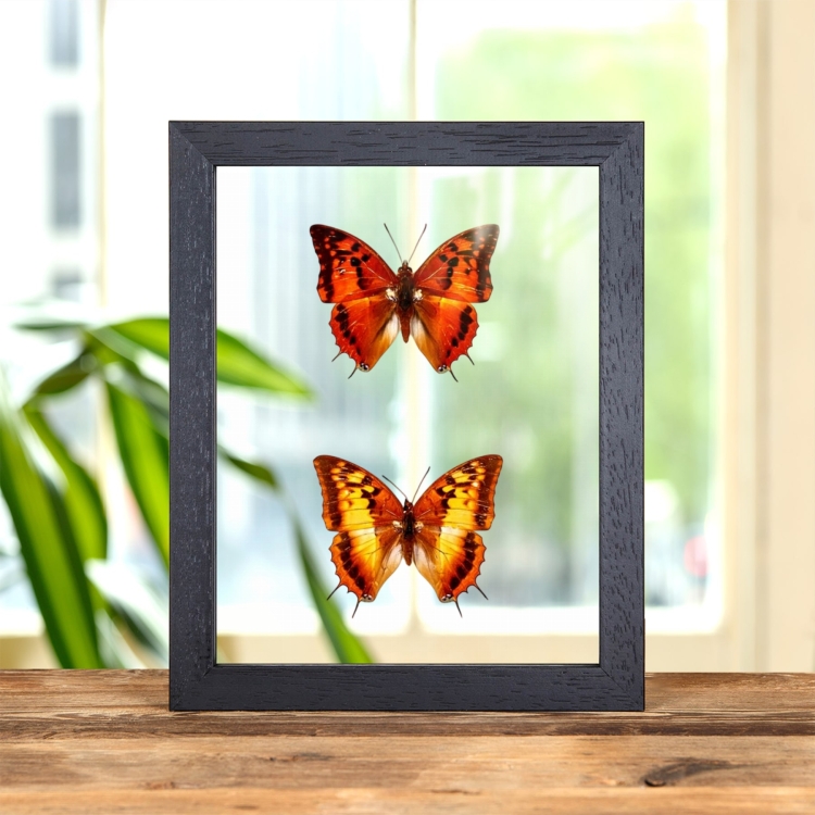 Silver-striped Charaxes Butterfly Male & Female Pair In Clear Glass Frame (Charaxes lasti)