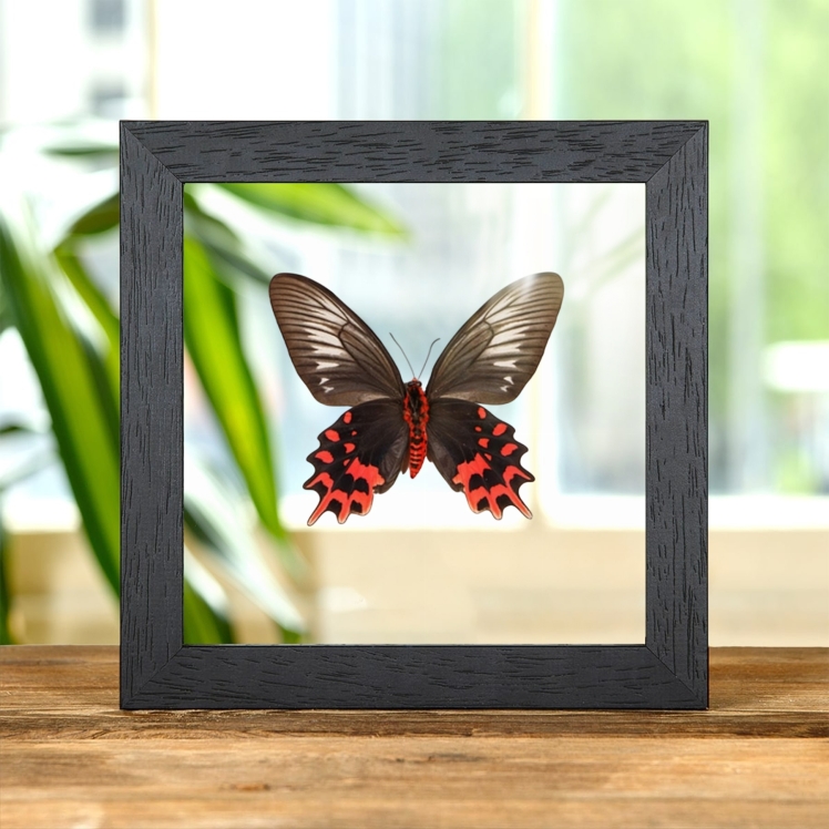 Female Black Ballerina Butterfly Ventral Side In Clear Glass Frame (Atrophaneura semperi)