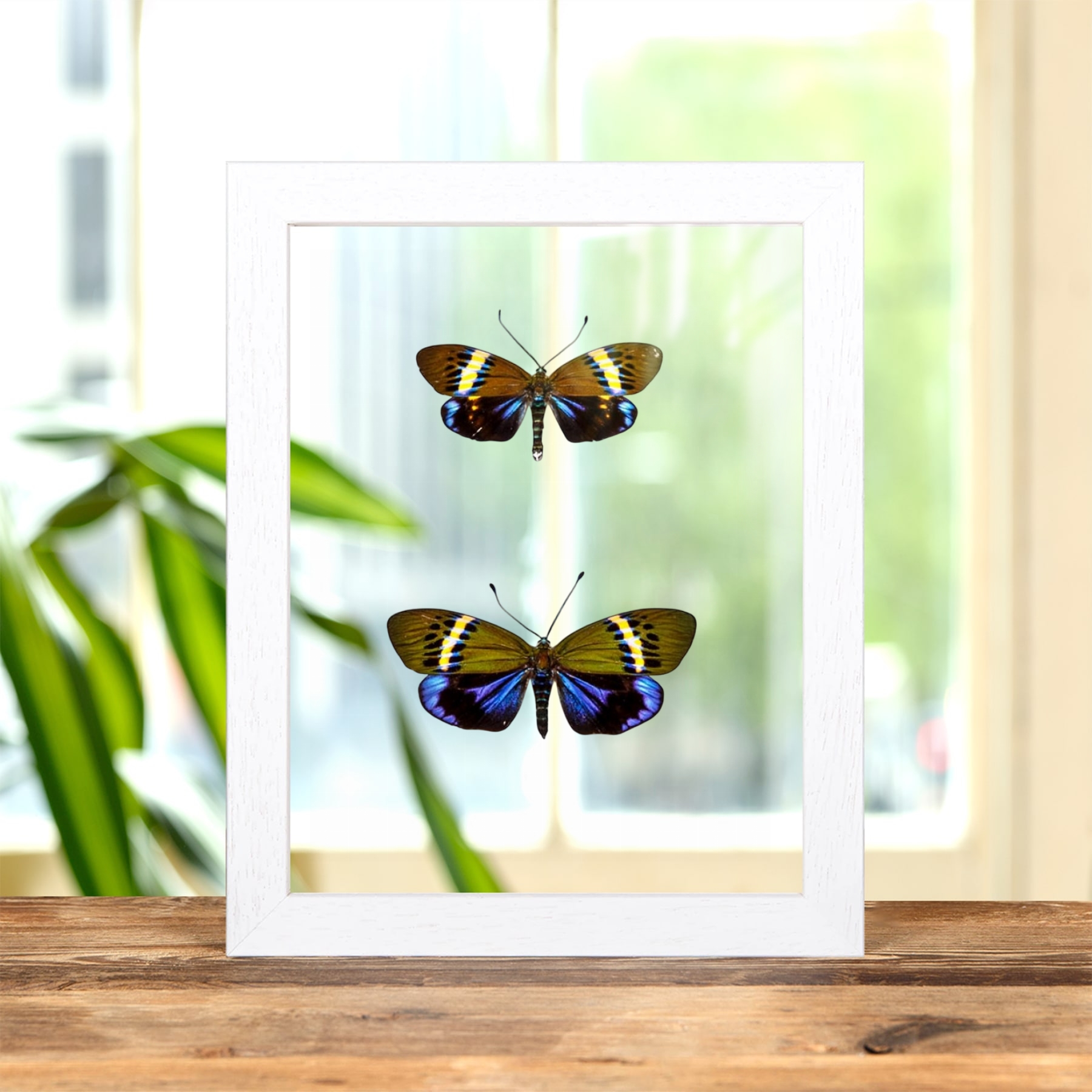 Eterusia repleta Moth Male & Female Pair In Clear Glass Frame From Thailand