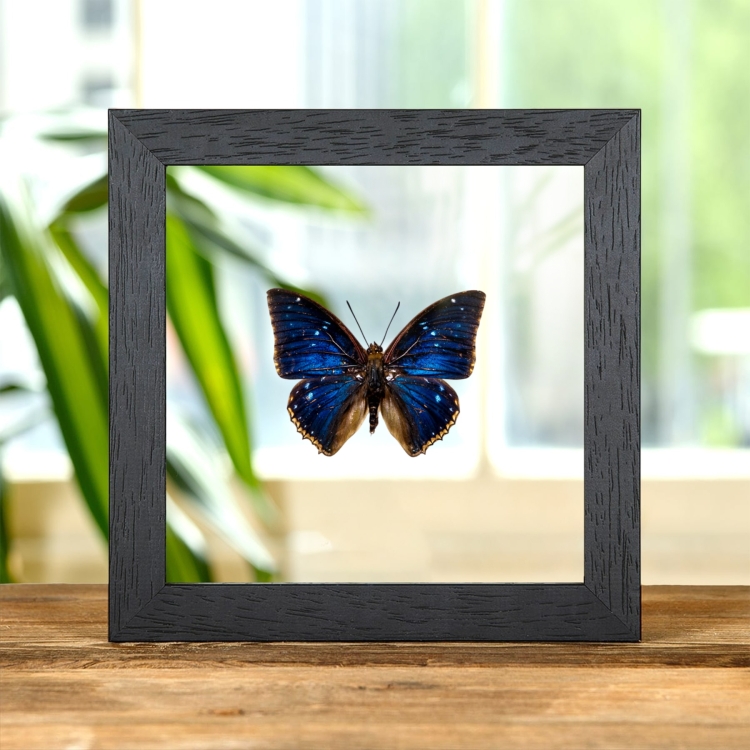 Two-spot Blue Charaxes Butterfly In Clear Glass Frame (Charaxes bipunctatus)