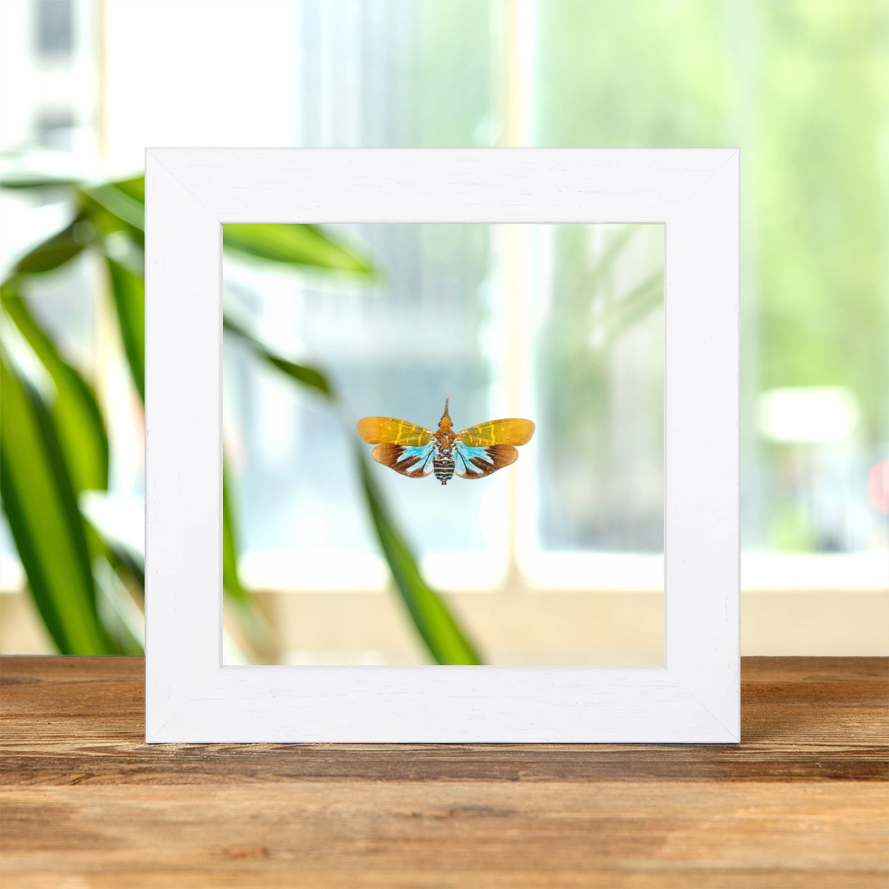 Latern Fly In Clear Glass Frame (Saiva transversolineata)