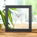 Minibeast Sweetheart Moon Moth In Clear Glass Frame (Actias dulcinea)