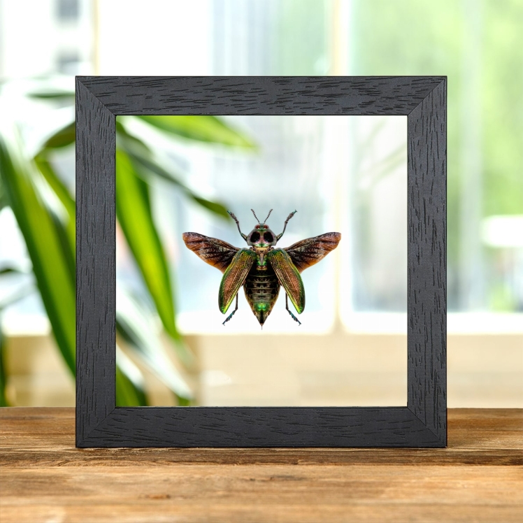 Giant Metallic Ceiba Borer with Wings Spread In Clear Glass Box Frame (Euchroma gigantea)