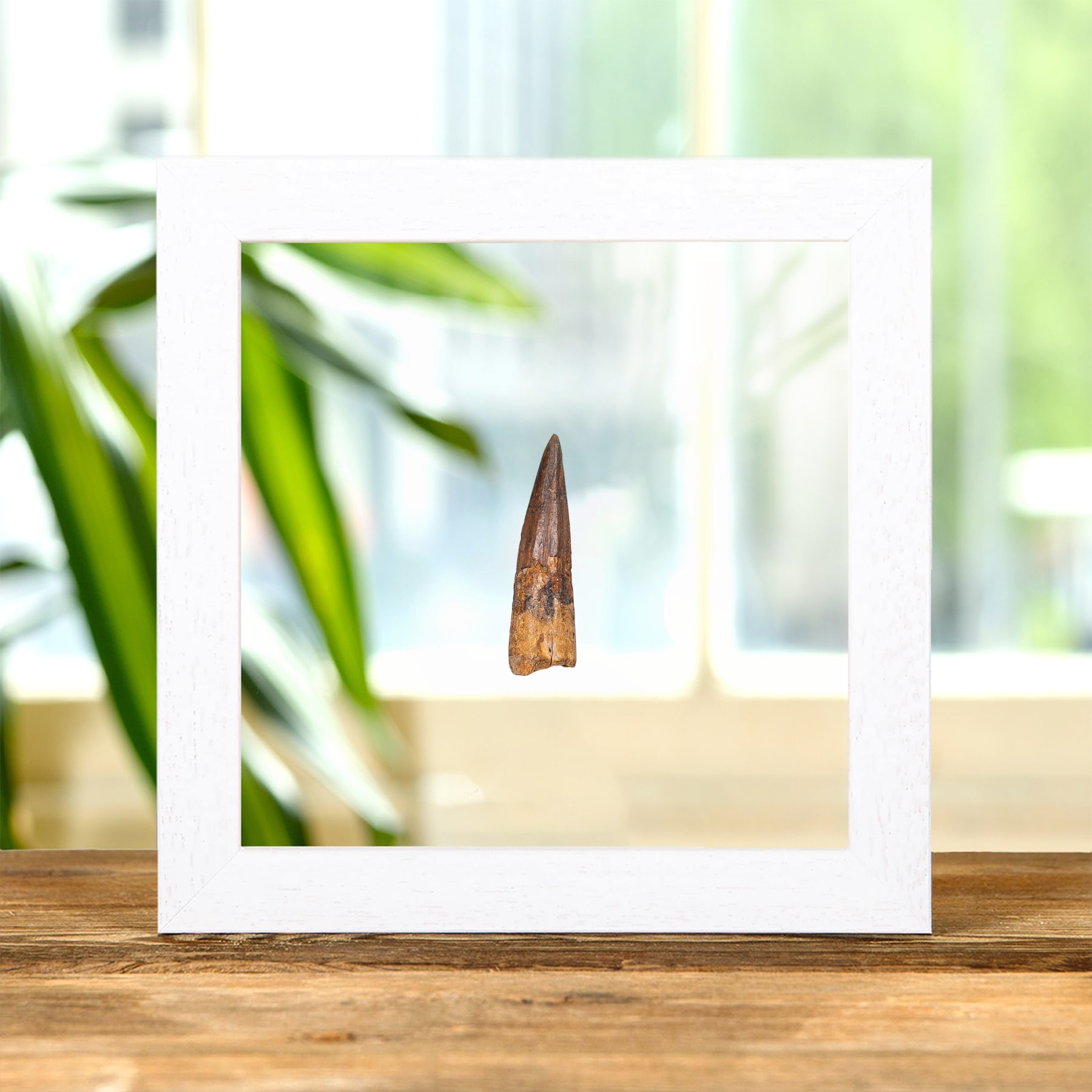 Spinosaurus Dinosaur Tooth Fossil In Clear Glass Frame (Spinosaurus aegyptiacus)
