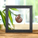 Minibeast Whole Red Iridescent Ammonite Polished Fossil In Clear Glass Frame (Cleoniceras sp)