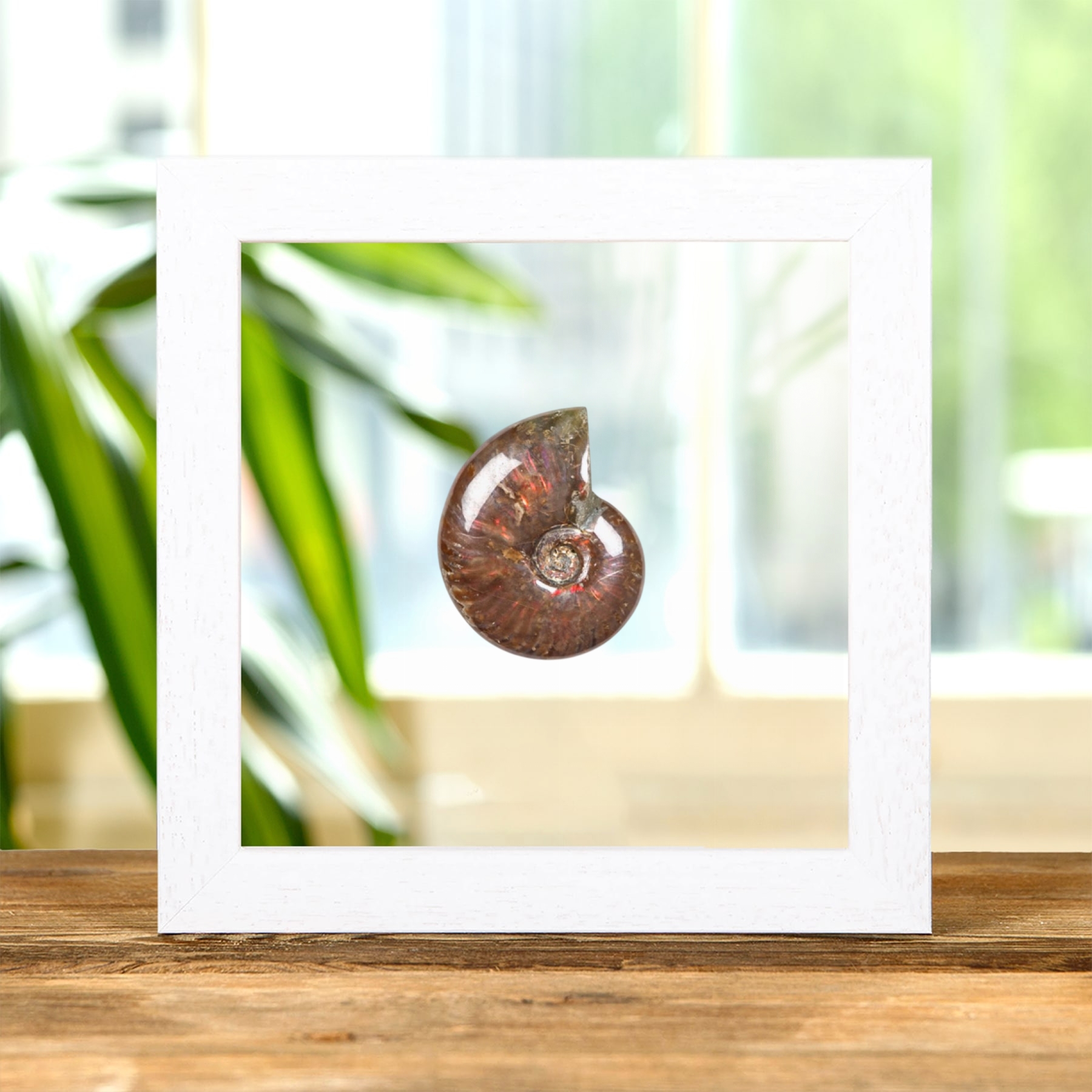 Whole Red Iridescent Ammonite Polished Fossil In Clear Glass Frame (Cleoniceras sp)