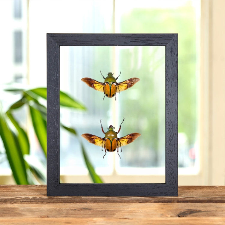 African Flower Beetle In Clear Glass Frame (Eudicella euthalia oweni)