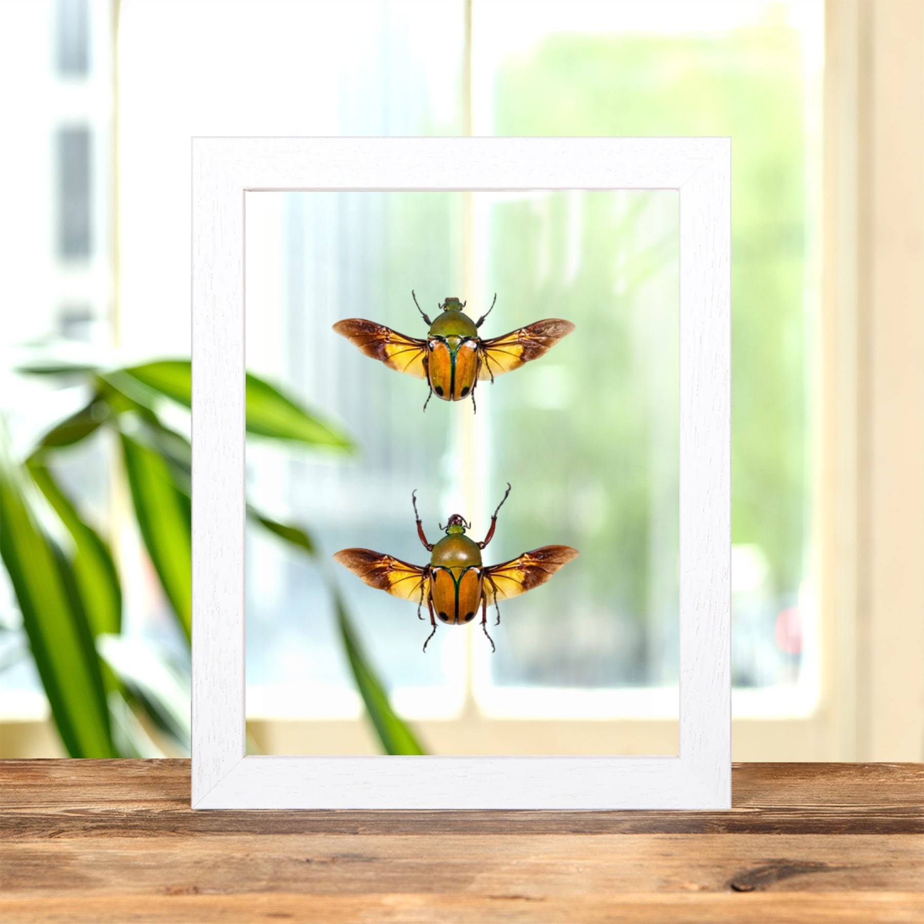 Minibeast African Flower Beetle In Clear Glass Frame (Eudicella euthalia oweni)