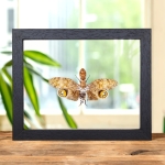 Minibeast Peanut-headed Lanternfly In Clear Glass Frame (Fulgora laternaria)
