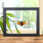 Minibeast Asian Cicada In Clear Glass Frame (Salvazana imperialis)