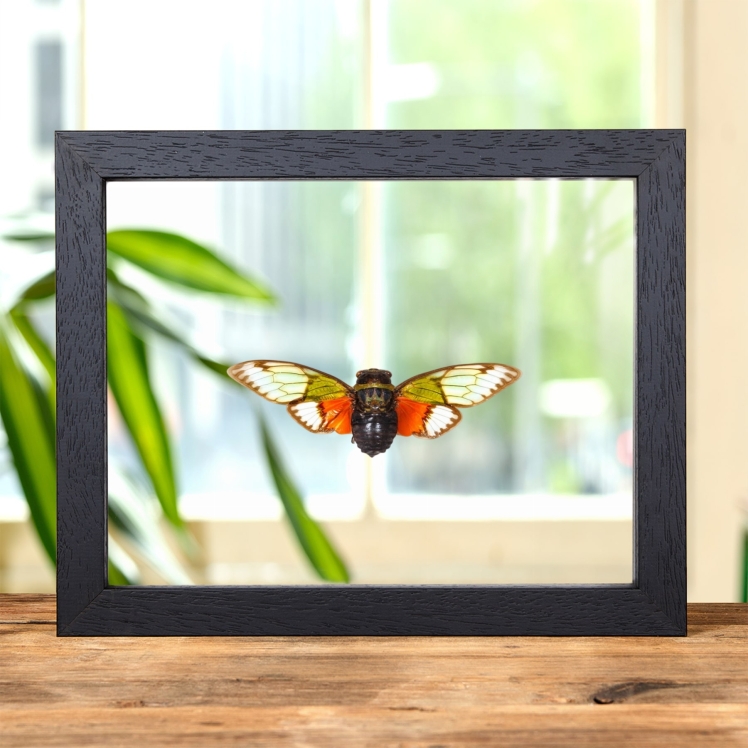 Asian Cicada In Clear Glass Frame (Salvazana imperialis)