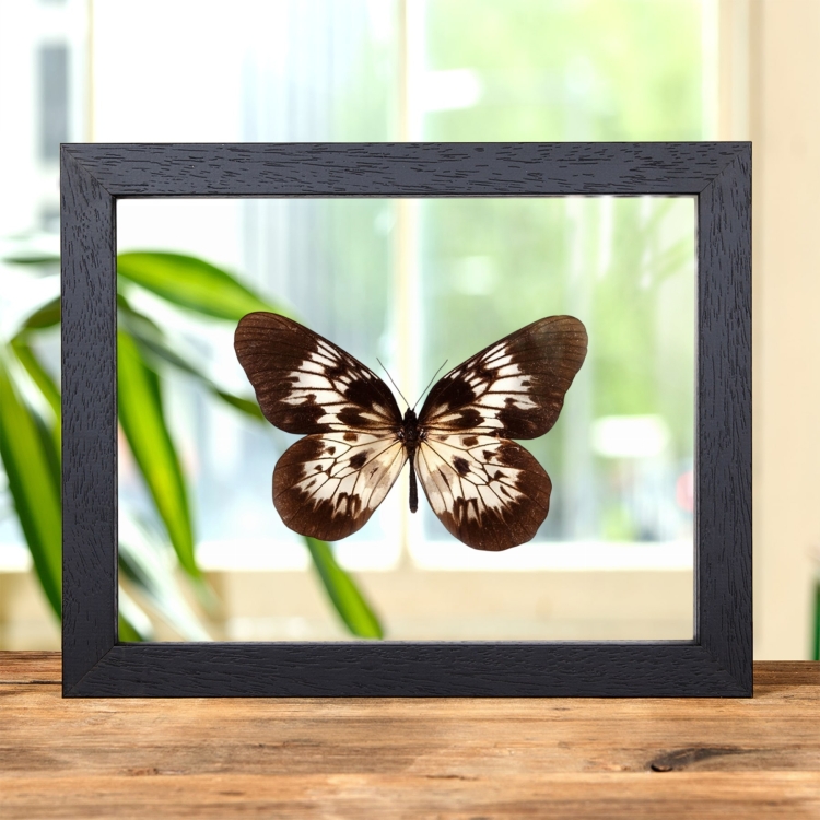 Bedford-Russell's Tree-Nympyh Butterfly In Clear Glass Frame (Idea tambusisiana)