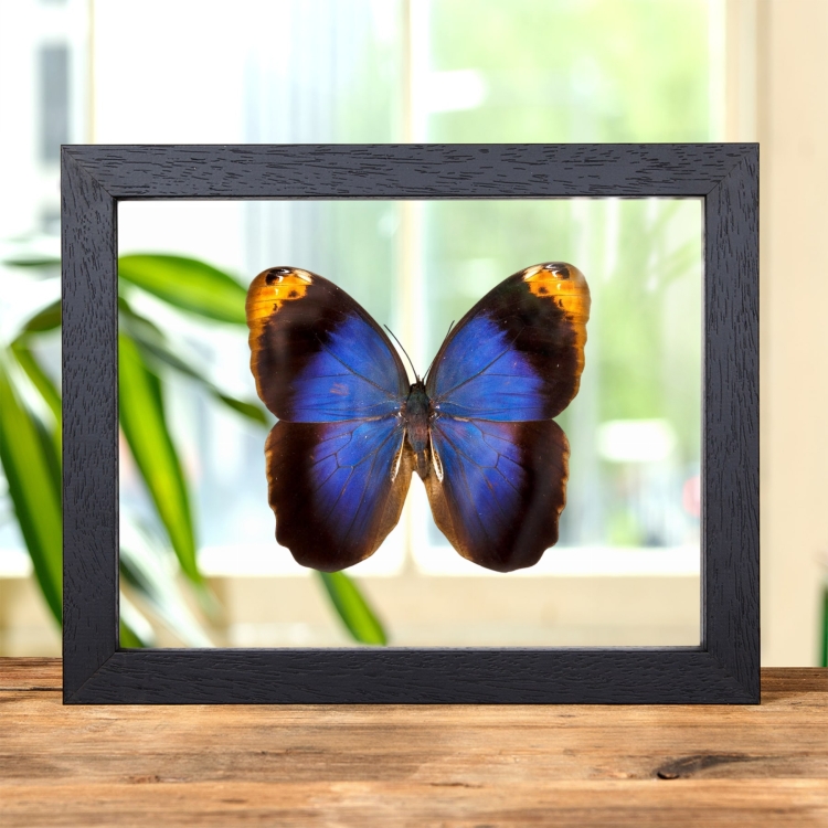 Purple Owl Butterfly In Clear Glass Frame (Caligo beltrao)