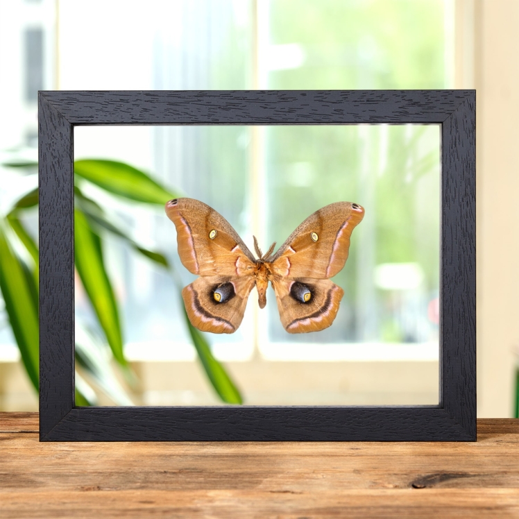 Polyphemus Moth In Clear Glass Frame (Antheraea polyphemus)