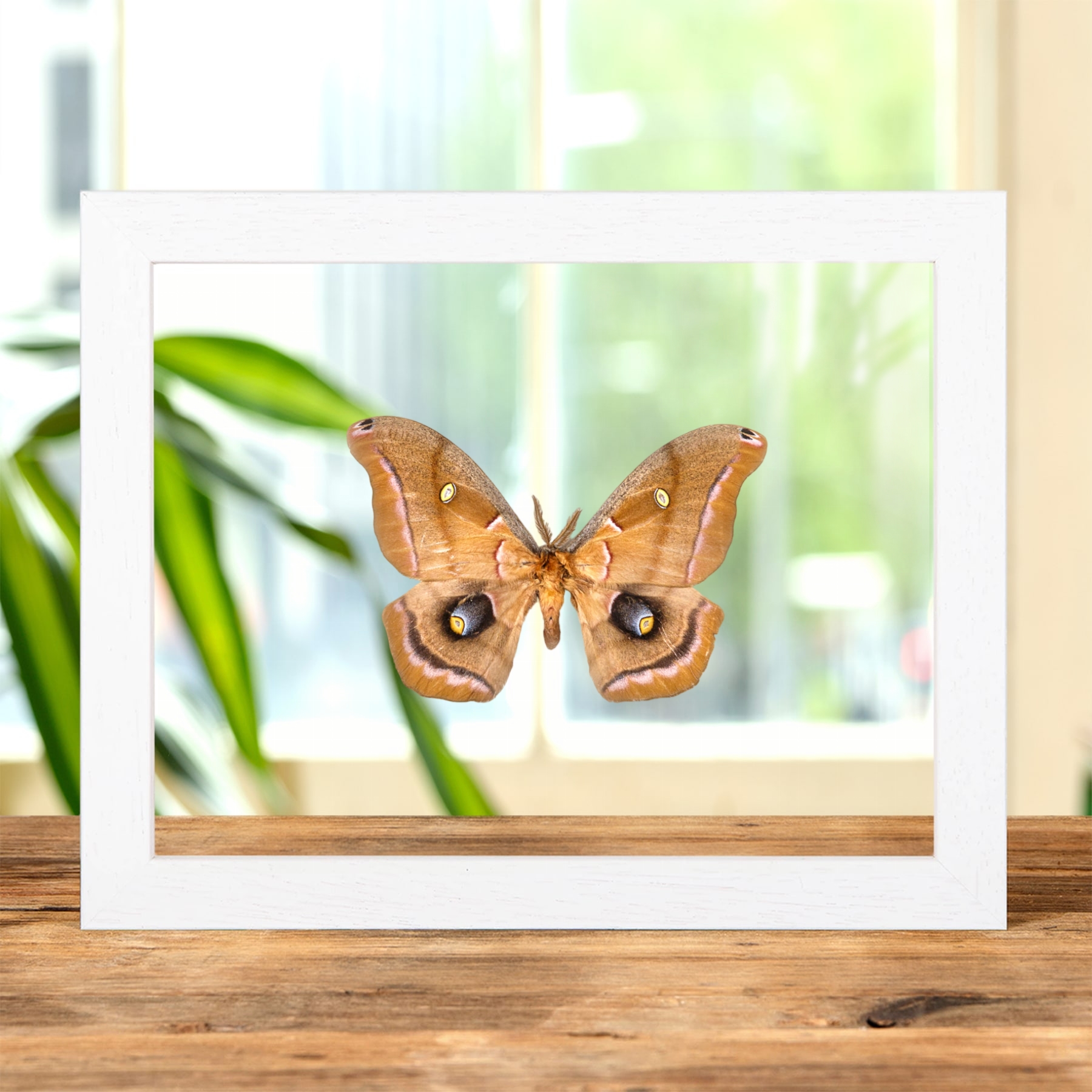 Minibeast Polyphemus-Motte Im Transparenten Glasrahmen (Antheraea polyphemus)