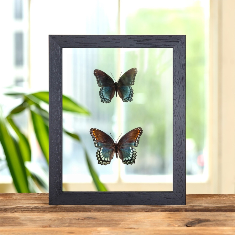 Red-spotted Purple Butterfly Male & Female Pair In Clear Glass Frame (Limenitis astyanax)