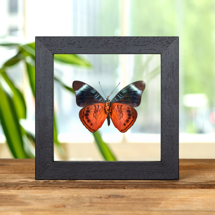 Queen Flasher Ventral Side In Clear Glass Frame (Panacea regina)