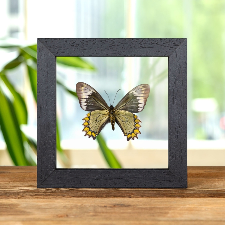 Madyes Swallowtail Butterfly In Clear Glass Frame (Battus madyes)