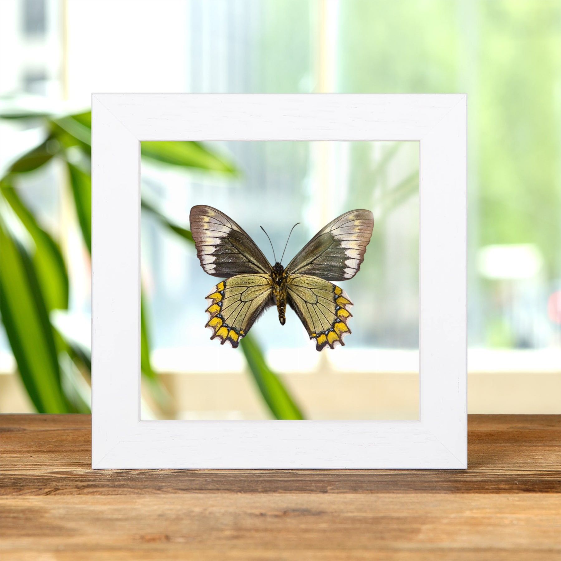 Madyes Swallowtail Butterfly In Clear Glass Frame (Battus madyes)