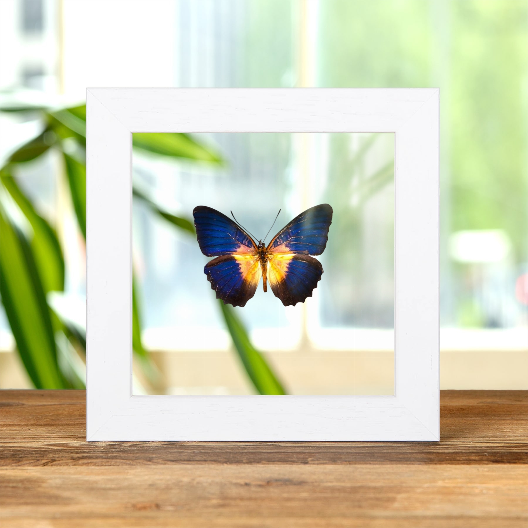 Minibeast Lacewing Butterfly In Clear Glass Frame (Cethosia lamarcki)