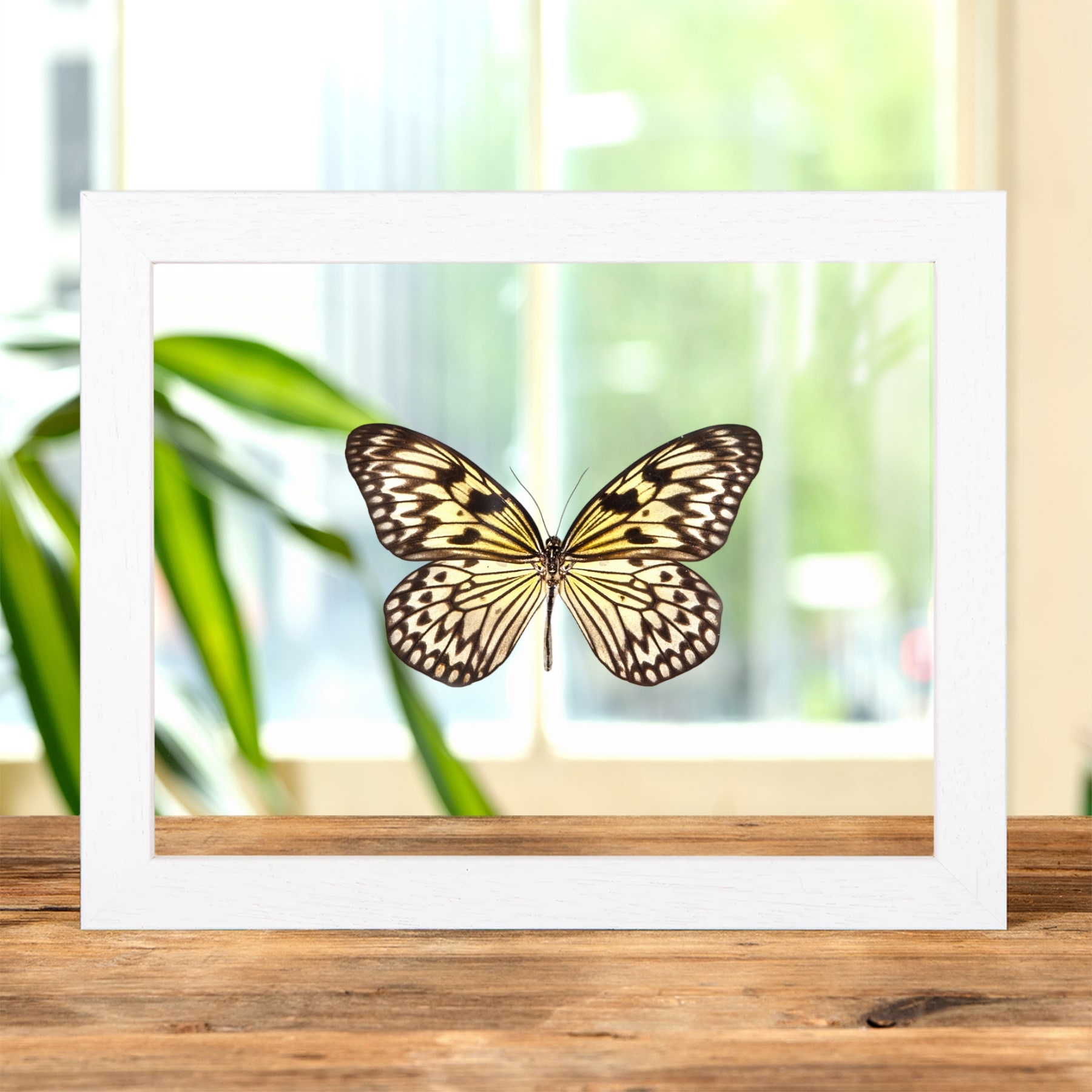 Rice Paper Butterfly In Clear Glass Frame (Idea leuconoe)
