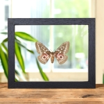 Minibeast Zigzag Emperor Moth In Clear Glass Frame (Gonimbrasia tyrrhea)