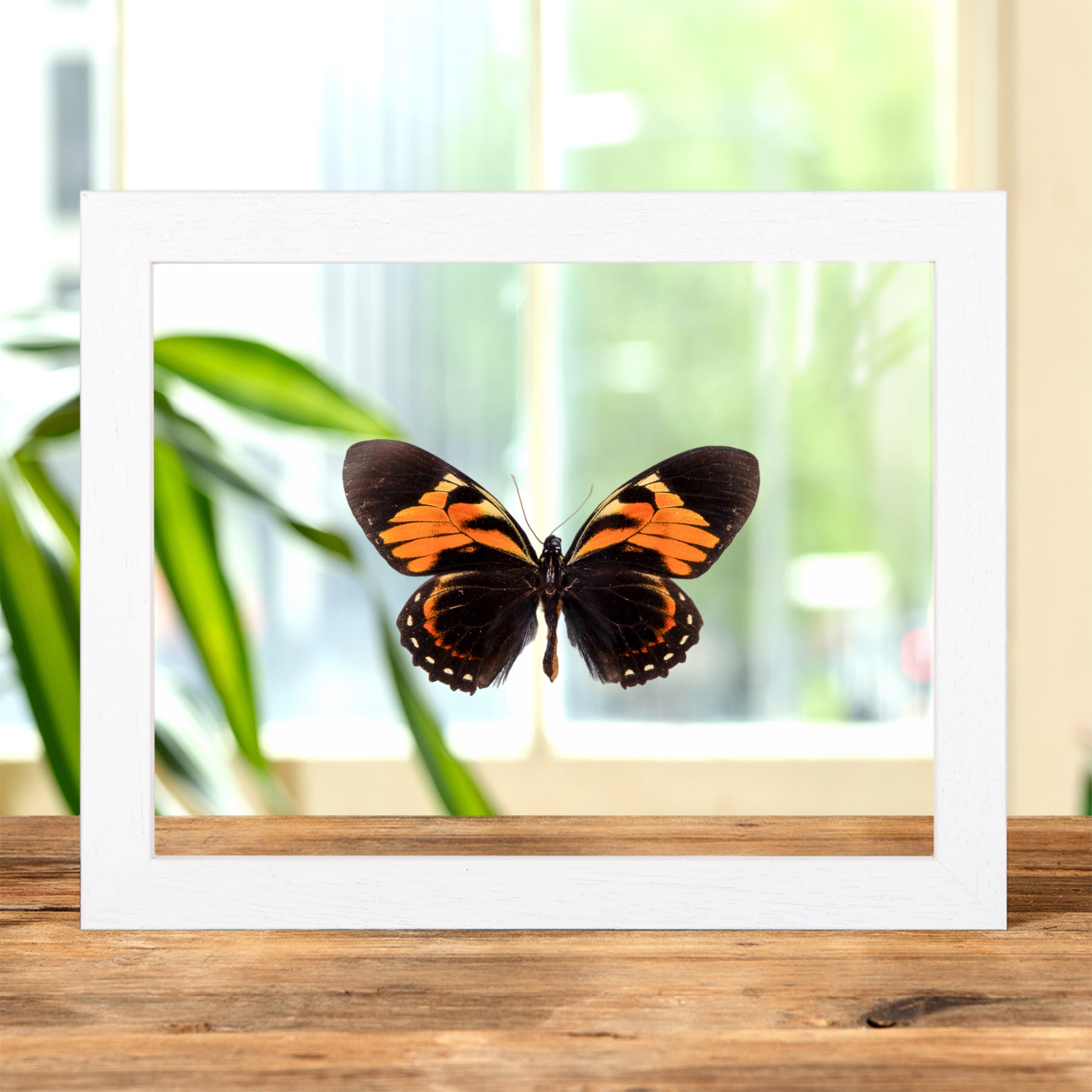 Tiger Butterfly In Clear Glass Frame (Papilio bachus)